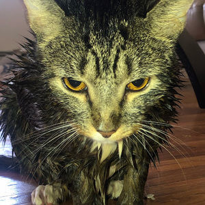 Meet your Posher, Tacooo